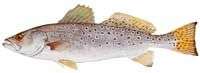 Spotted Weakfish